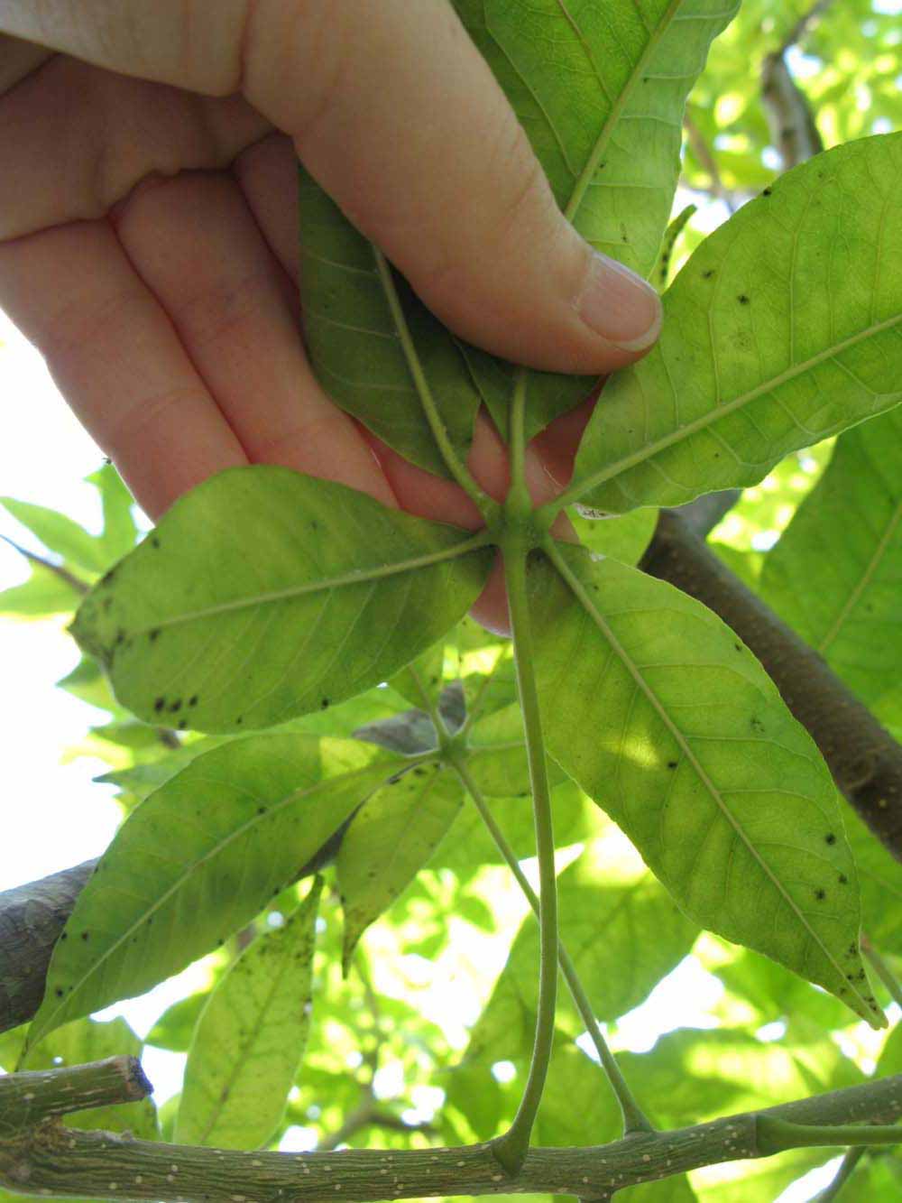            Petiole (Winter Haven, FL)   